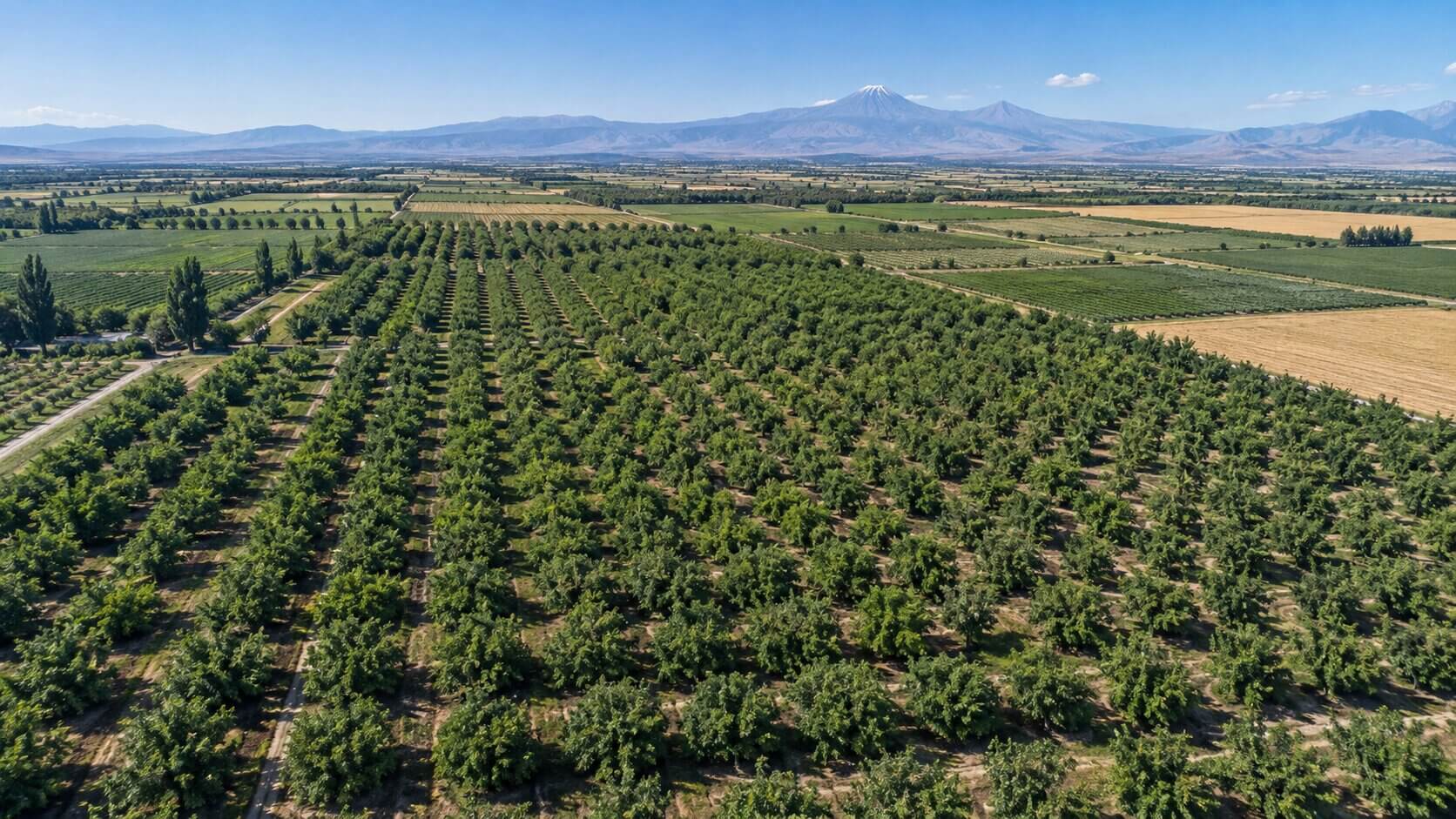 Aerial view of the existing walnut orchard portfolio in Armenia
