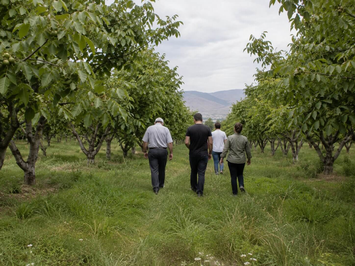 Walking through the rows of an established walnut orchard