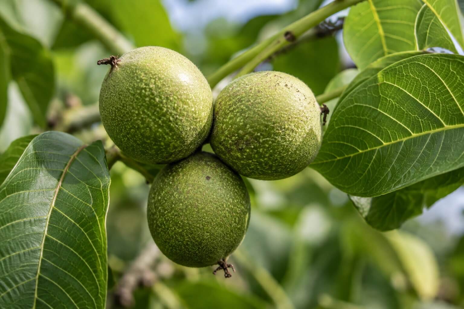 Close-up of young walnuts on the branch